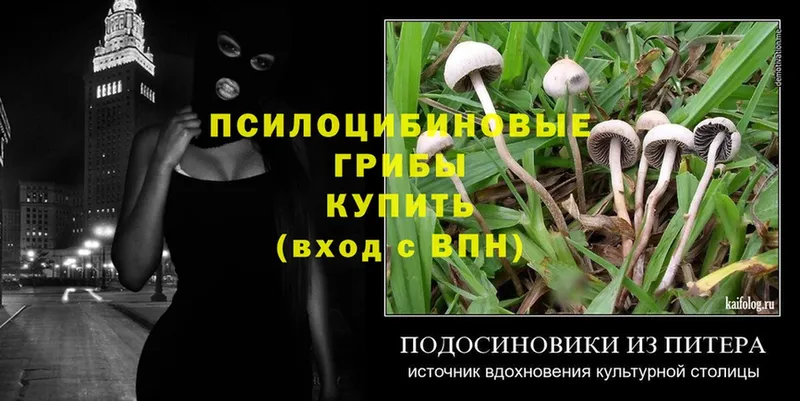 Галлюциногенные грибы Psilocybe  Гаджиево 